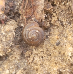 Triodopsis hopetonensis