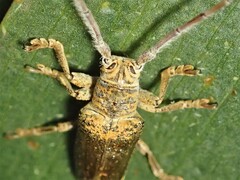 Rhytiphora decipiens