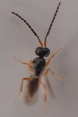 Ceraphronidae