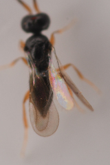 Ceraphronidae