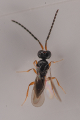 Ceraphronidae