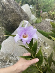 Sobralia warszewiczii image