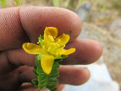 Hypericum mexicanum