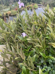 Sobralia warszewiczii