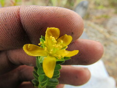 Hypericum mexicanum