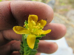 Hypericum mexicanum