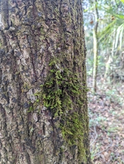 Cryphaea glomerata