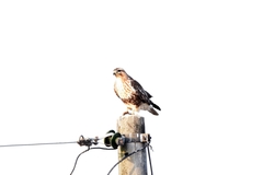 Buteo japonicus
