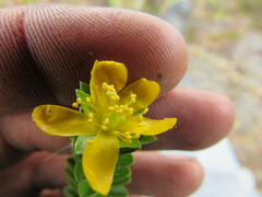 Hypericum mexicanum