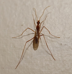 Leptomyrmex