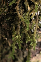 Cryphaea glomerata