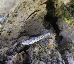 Batrachedra praeangusta