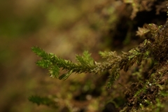 Cryphaea glomerata