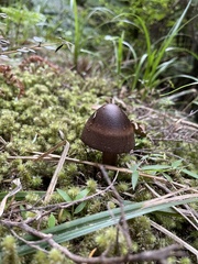 Amanita pekeoides