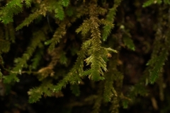 Cryphaea glomerata