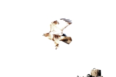 Buteo japonicus