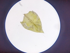 Cryphaea glomerata