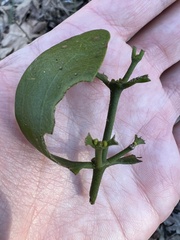 Phoradendron leucarpum