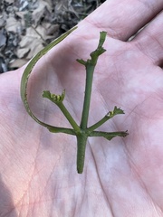 Phoradendron leucarpum