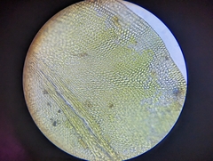Cryphaea glomerata
