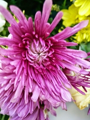 Chrysanthemum morifolium
