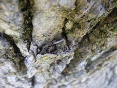 Batrachedra praeangusta