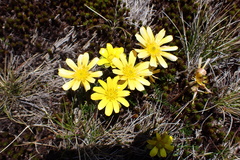 Ranunculus gunnianus