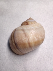 Cryptonatica purpurfunda