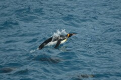 Aptenodytes patagonicus