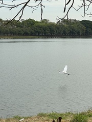 Ardea intermedia intermedia