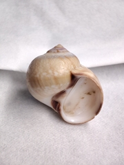 Cryptonatica purpurfunda