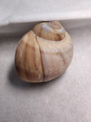 Cryptonatica purpurfunda