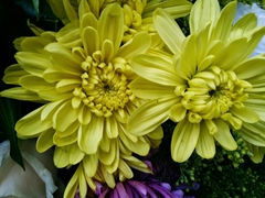 Chrysanthemum morifolium