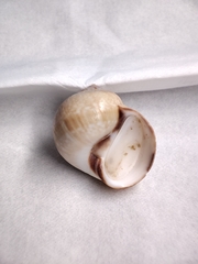 Cryptonatica purpurfunda