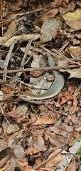 Oligosoma kokowai