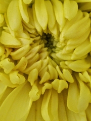 Chrysanthemum morifolium