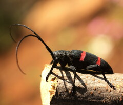 Ceroplesis orientalis