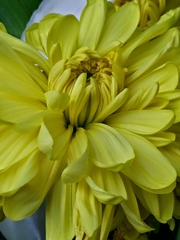 Chrysanthemum morifolium