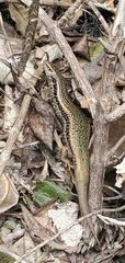 Oligosoma kokowai
