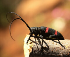 Ceroplesis orientalis