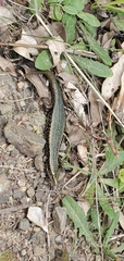 Oligosoma kokowai