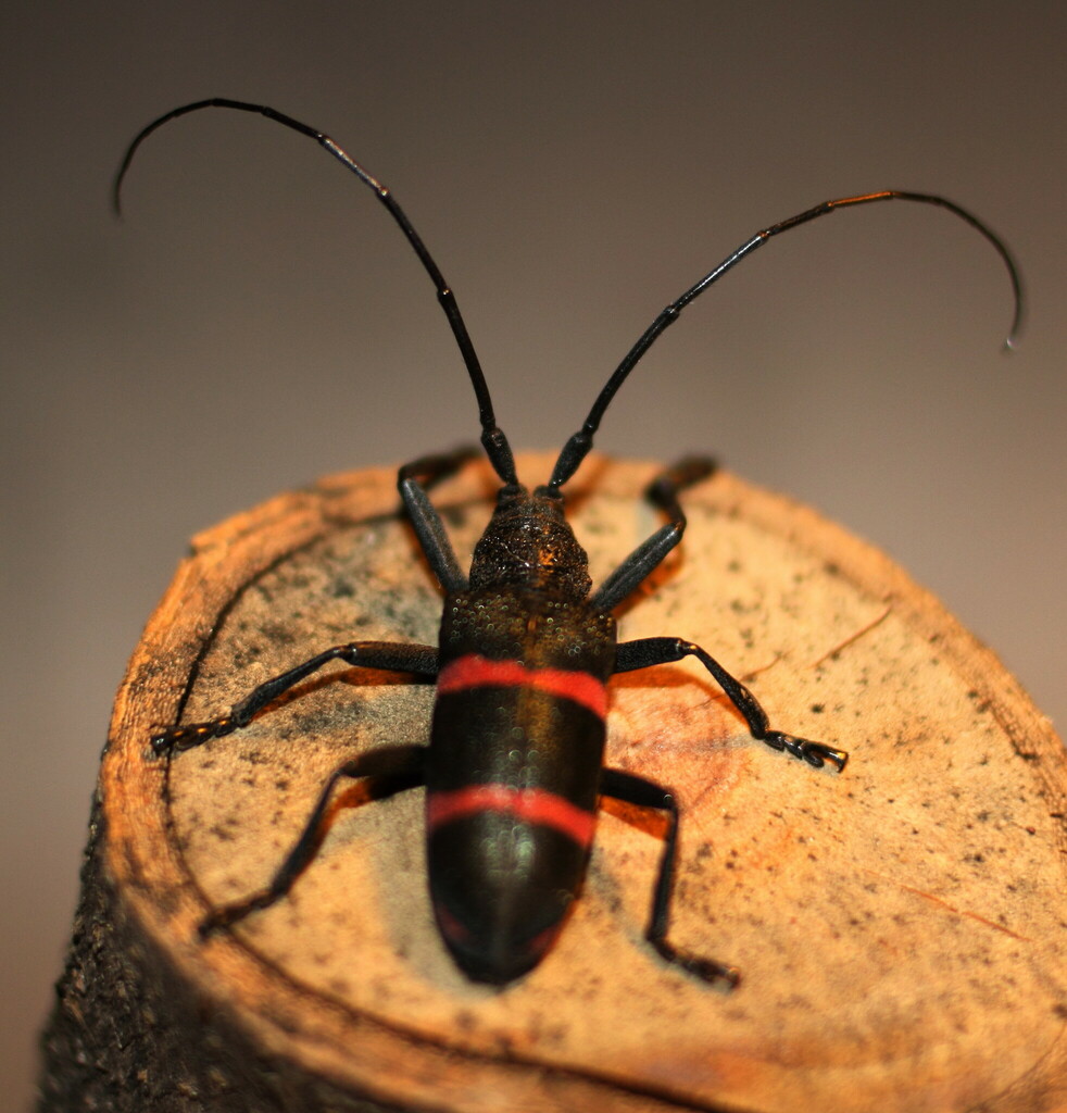 Ceroplesis orientalis