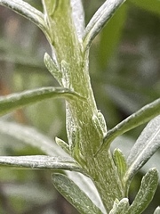 Senecio linearifolius linearifolius