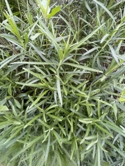 Senecio linearifolius linearifolius