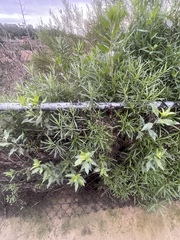 Senecio linearifolius linearifolius