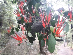 Peraxilla colensoi