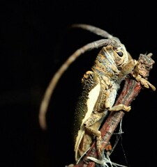 Rhytiphora decipiens