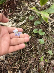 Viola kauaensis