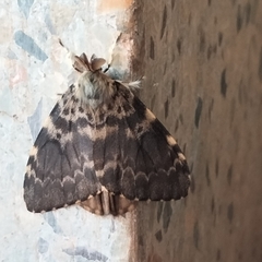 Lymantria incerta
