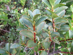 Symplocos theiformis